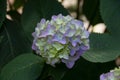 Blue and green hydrangea flowers Royalty Free Stock Photo