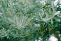 Blue-green leaves on branches of olive tree with berries. Royalty Free Stock Photo