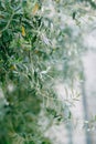 Blue-green leaves on branches of olive tree with berries. Royalty Free Stock Photo