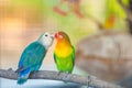 Blue and green Lovebird parrots sitting together on a tree branch. Royalty Free Stock Photo
