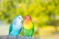 Blue and green Lovebird parrots sitting together on a tree branch at sunset Royalty Free Stock Photo