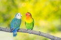 Blue and green Lovebird parrots sitting together on a tree branch.Sunshine light evening Royalty Free Stock Photo