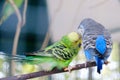 Blue and green Lovebird parrots sitting together on tree branch, Lovebird Kiss Royalty Free Stock Photo