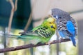 Blue and green Lovebird parrots sitting together on tree branch, Lovebird Kiss. Royalty Free Stock Photo