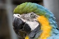 Blue and green macaw Royalty Free Stock Photo