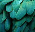 Blue/Green Macaw Feathers Royalty Free Stock Photo