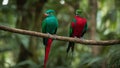 blue and green macaw a resplendent quetzal with long green tail feathers and red chest perching on a branch in a tropical