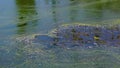 Blue-green Microcystis aeruginosa algae in dirty water in a lake, Ukraine