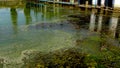 Blue-green Microcystis aeruginosa algae in dirty water in a lake, Ukraine