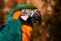 Blue green orange macaw talking parrot portrait closeup Royalty Free Stock Photo