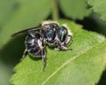 A blue green Osmia Mason Bee cutting a leaf for her nest.