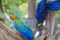 Blue green parrots Royalty Free Stock Photo