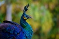 Blue and Green Peacock face Royalty Free Stock Photo