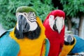 Blue, green, red and yellow feathers big ara parrots Royalty Free Stock Photo