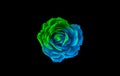 Blue and green rose isolated on black background