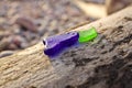 Blue and Green Sea Glass or Beach Glass on a Piece of Driftwood at Beach