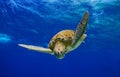 Into the blue, Green Sea Turtle