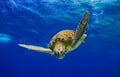 Into the blue, Green Sea Turtle Royalty Free Stock Photo