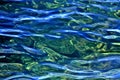 Blue green sea waters texture Royalty Free Stock Photo