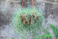 Blue-green sedum dasyphyllum plant in flowerpot in glasshouse. Royalty Free Stock Photo