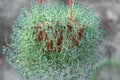 Blue-green sedum dasyphyllum plant in flowerpot in glasshouse. Royalty Free Stock Photo