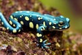 Blue green smooth salamander perched on damp rock in woods.