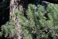 Pinus Lambertiana Leaf - San Jacinto Mtns - 061322