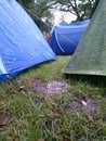 Blue and green tents on the grass in the forest