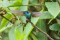 Blue green violetear humming bird or colibri landing on tree branch, blurred in motion. Location: Mindo Lindo, Ecuador Royalty Free Stock Photo