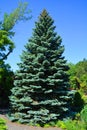 The blue, green, white spruce or Colorado blue spruce,