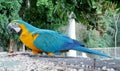 Blue, green and yellow color big parrot Royalty Free Stock Photo