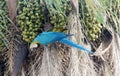 Blue, green and yellow feathers ara parrot eating coconut Royalty Free Stock Photo
