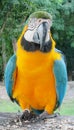 Blue, green and yellow feathers big ara parrot Royalty Free Stock Photo