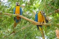 Blue, green and yellow feathers big ara parrots Royalty Free Stock Photo