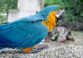 Blue, green and yellow feathers big parrot Royalty Free Stock Photo