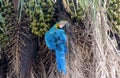Blue, green and yellow feathers big parrot eating coconut Royalty Free Stock Photo