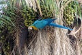 Blue, green and yellow feathers big parrot eating coconut Royalty Free Stock Photo