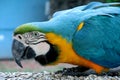 Blue, green and yellow feathers big parrot eating Royalty Free Stock Photo