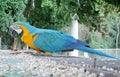 Blue, green and yellow feathers big parrot eats Royalty Free Stock Photo