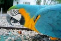 Blue, green and yellow feathers big parrot Royalty Free Stock Photo