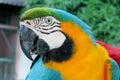 Blue, green and yellow feathers tropical parrot Royalty Free Stock Photo