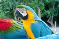 Blue, green and yellow feathers tropical parrot Royalty Free Stock Photo