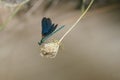 Blue green zygoptera dragonfly resting