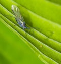 Blue greenflies with a springtail Royalty Free Stock Photo