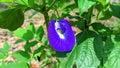 blue and greenish-white clitoria flowers on the pistils