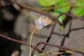 Blue Grey Butterfly Perching on grass leaf in the forest