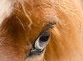 The blue grey eye of a red coloured horse, macro, detail, closeup Royalty Free Stock Photo