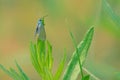 blue grey moth