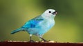 Blue-grey Tanager 01