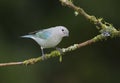 Blue-grey Tanager, Costa Rica